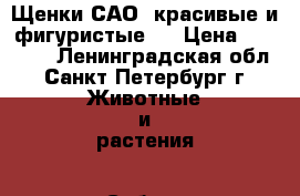 Щенки САО ,красивые и фигуристые)) › Цена ­ 20 000 - Ленинградская обл., Санкт-Петербург г. Животные и растения » Собаки   . Ленинградская обл.,Санкт-Петербург г.